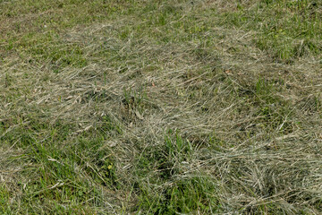 harvesting and drying hay grass for use in winter