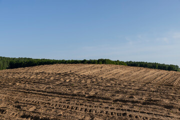 a growing monoculture of sweet corn in sunny weather