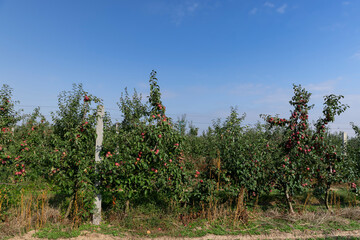 apple orchard with green foliage on the trees