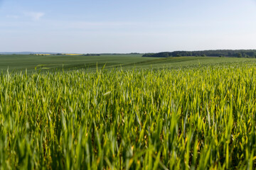 a large number of green wheat sprouts in the spring season