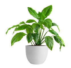 White Pot with Spathiphyllum home plant on white background