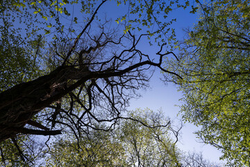 new green foliage on deciduous trees in the forest in the spring season