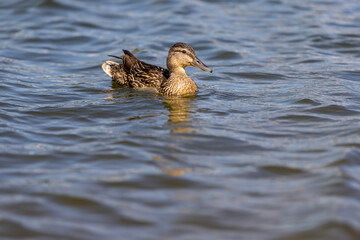 large number of ducks are fed on the lake