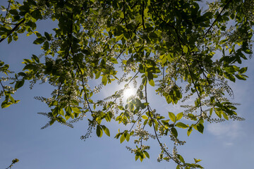 a flowering cherry tree in the spring season, a spring park