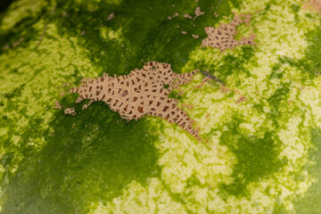 damaged peel of a green watermelon, green peel