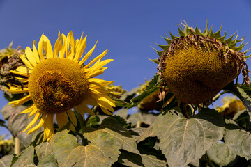 fading sunflowers in the summer, blooming sunflowers