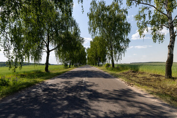 paved road with birch trees on the side of the road