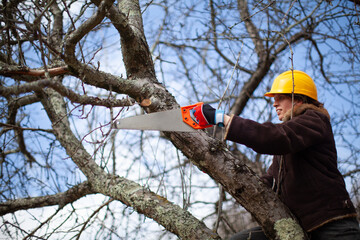 Female Farmer Cut A Branch of an Apple Tree by manual Saw
