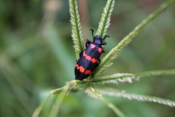 Close-up shot of a beautiful Longhorn beetle standing on a leaf in nature