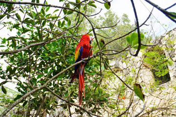 Scarlet macaw (Ara macao) perched on a tree. Side view photo.