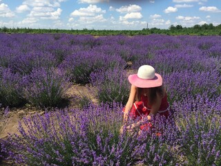 Young woman with hat picking up lavender flowers from a field