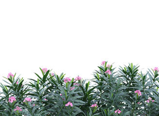 Nerium flowers branch bushes shrub isolated