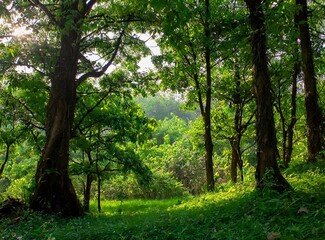 Naklejka premium Forest background