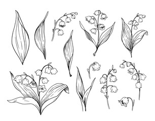 Lily of the valley flowers, set of botanical illustrations, floral objects. Hand drawn vector sketches