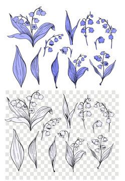 Lily of the valley flowers, set of botanical illustrations, floral objects. Hand drawn vector sketches