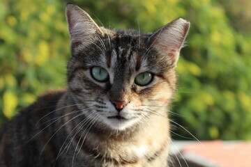 Cat staring at the camera while sitting on a pot