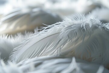White background with soft feathers. Peace, calm, spirituality, religion and hope idea