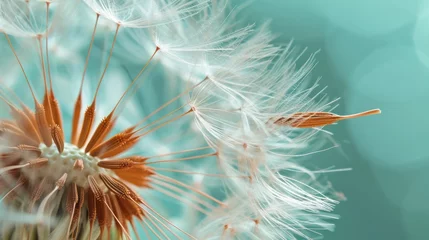 Foto op Plexiglas dandelion blowing in the wind © zekine