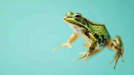  Green frog on the pastel background. 29 february leap year day concept © netrun78