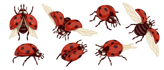 Set of colorful winged ladybug insects.Vector graphics.