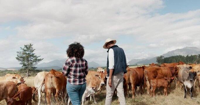 Farming, woman and man with cattle field, conversation on sustainability and agriculture in African countryside. Nature, animals and cow farmer couple with small business, discussion in production.