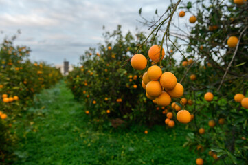 Fototapeta na wymiar orange garden in a village in Cyprus 1