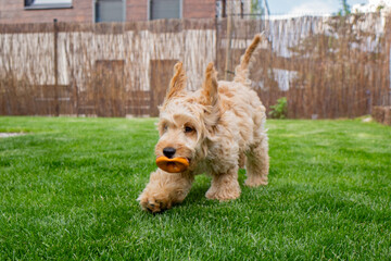 Cockapoo dog running in the garden with its favourite toy