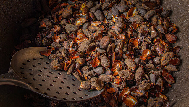 Processing Cacoa Beans