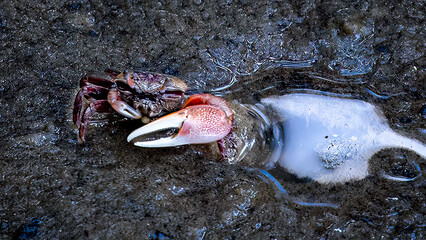 Small Crab on Mud Flats