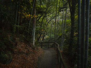 朝の微光の時間に撮影した木々