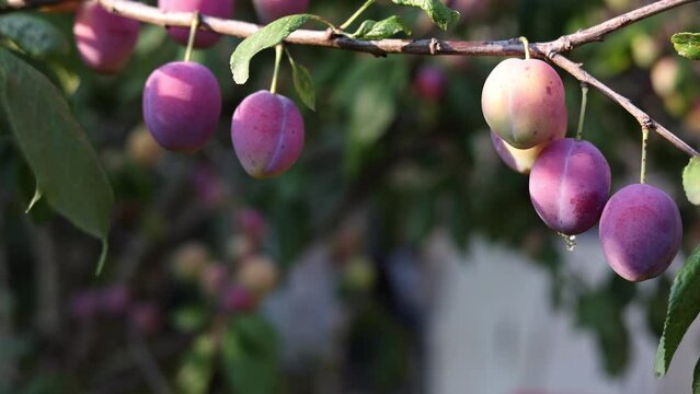 Purple Plums On Branch Growing Tree Close Up In Sunset. Movements Filmed With A Slider.