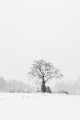 Stand-alone tree in snow and winter