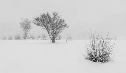 Stand-alone tree in snow and winter