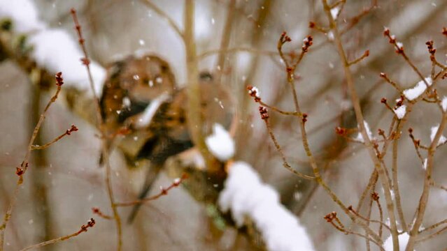 Doves caught out in the open during a Winter Snow Storm in Windsor in Upstate NY.  Mourning Doves brave the cold wind and snow in our yard in Broome County.
