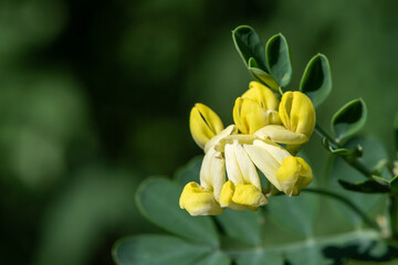 Close up of scorpion vetch (coronilla valentina) flowers in bloom