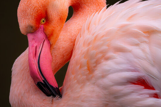 Elegant flamingo head close-up against dark background