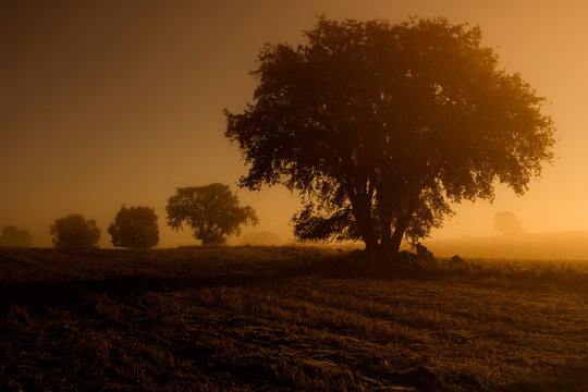 A serene landscape at dawn with a silhouetted tree standing prominently against an orange sky, with mist hovering over the ground. A faint outline of distant trees adds depth to the peaceful scene