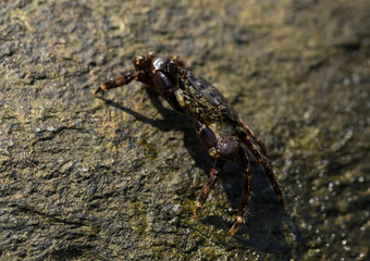 Pachygrapsus marmoratus is a species crab, sometimes called the marbled rock crab or marbled crab. Black Sea. Crab in the stones. The mating behavior of the animal, the release of foam.