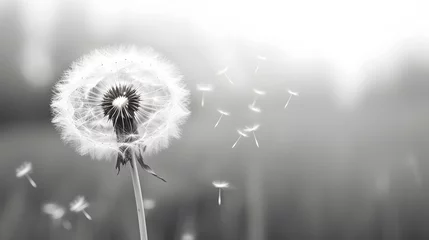  dandelion flower close up. black and white. Grief and loss concept © Caelestiss