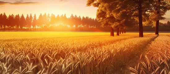 Poster Sunset over wheat field. Panoramic view of agricultural landscape © Daisha