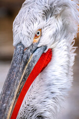 Close up portrait of a white feathered Dalmatian pelican with a funny sneaky look