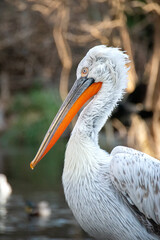 Close up portrait of a white feathered Dalmatian pelican with a funny sneaky look