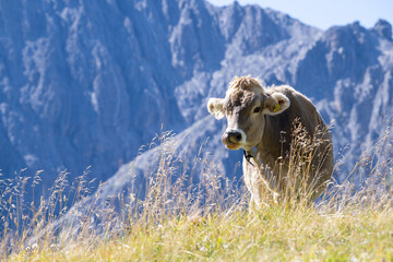 Entspannte  alm Kuh  im Gebirge