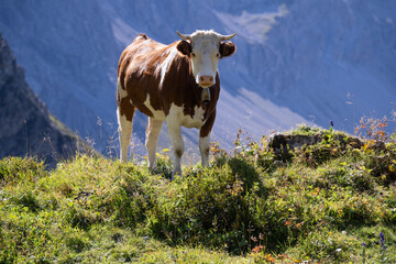 Fototapeta na wymiar Neugieriges Rind in den Bergen