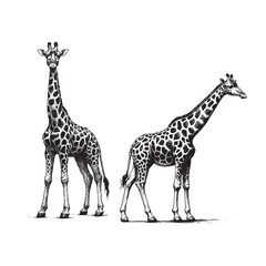 Hand Drawn Illustration of two Giraffes