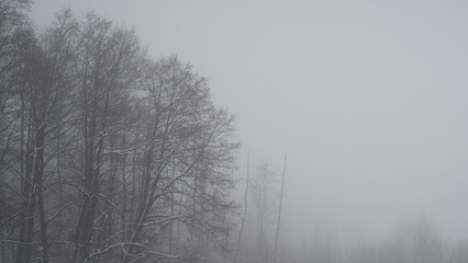 Winter forest in thick fog. Copy space