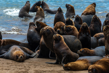 Sea lions on the sand of the beach.