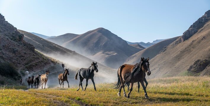 Herd of horses galloping over a hill, mountains behind, Kyrgyzstan, Asia