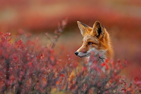 Red fox (Vulpes vulpes) in autumn tundra, portrait, Dempster Highway, Yukon Territory, Canada, North America