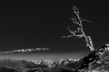 Old tree on a rocky edge with mountain landscape in the background, Sellrain, Innsbruck, Tyrol, Austria, Europe